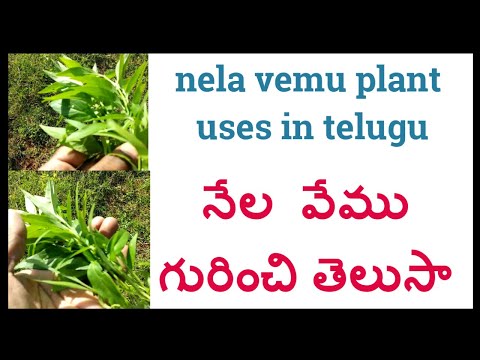 నేల వేము గురించి తెలుసా |nela vemu plant uses in telugu |కాల మెఘ్ | మహా తిక్త ఉపయోగాలు