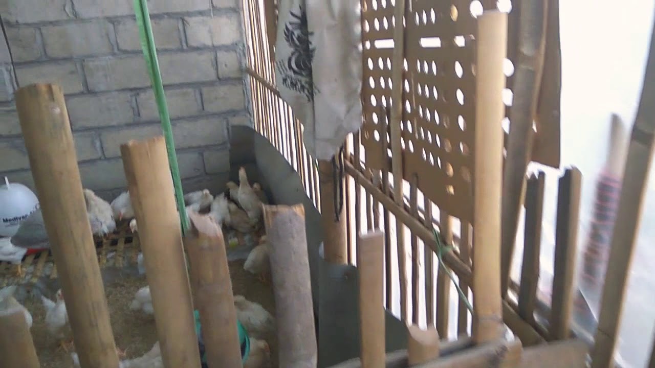 Kandang Ayam Pejantan Di Lebarkan Lagi