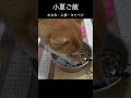 小夏ご飯 ささみ・人参・キャベツ #柴犬 #shibainu #癒し
