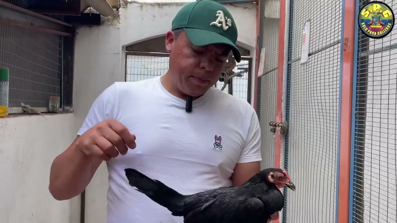 Criadero de Gallos Excalibur presenta sus padrotes Miguel Ovalle.  Caña Raza  . Gabriel Yanie