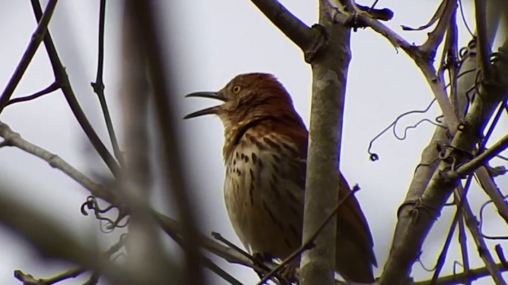 Brown Thrasher (Toxostoma rufum) - Singing