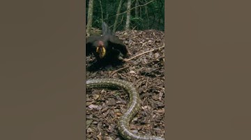 Enormous Python Tries To Eat A Whole Turkey! #shorts