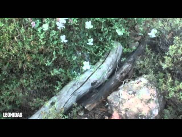 Guarda Lab Of Music - Angel Vibes (Original Mix) Chillout Music 2011 su YouTube Guarda Lab Of Music - Angel Vibes (Original Mix) Chillout Music 2011 su YouTube