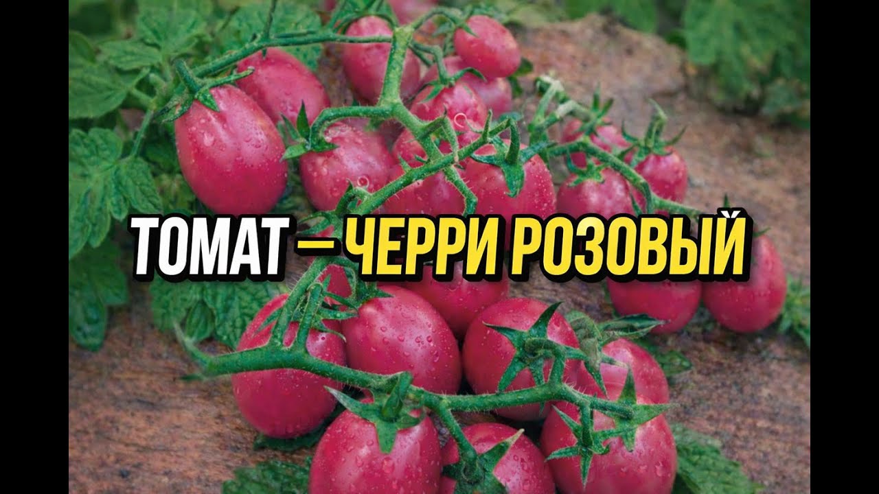 Томат Черри Розовый — сладкие плоды для вашего сада