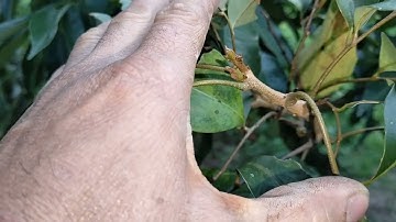 Ra hoa, đậu quả đơn giản nhất hiệu quả nhất, ai cũng làm được.