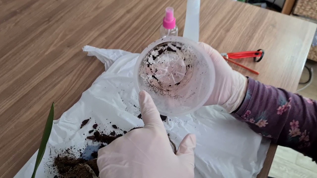 Presađivanje orhideja i tretiranje vunastih vaši