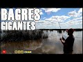 Bagres Gigantes en la Laguna