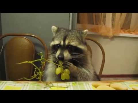 Video: Quando mangiano i procioni?