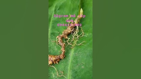 củ sâm rừng nhỏ xinh #sâm_ngọc_linh #sâm_ngọc_linh_rừng #sâm_ngọc_linh_rừng #sâm_ngọc_linh