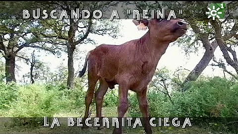 Toros de Reservatauro: Reina, becerrita ciega se g...