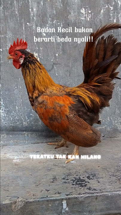 Story Ayam Kate