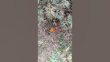 🦋butterfly🦋#butterfly #video #youtube #share #shorts #2023 🦋🦋🦋#volg