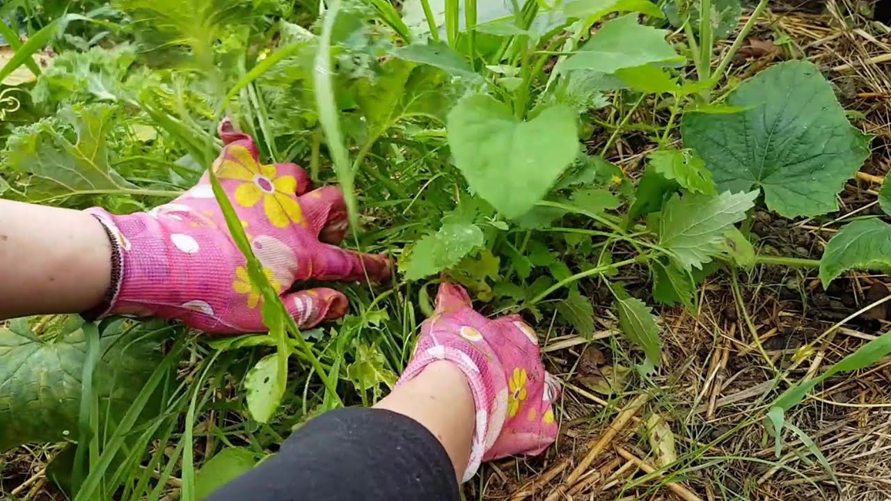 Preparing NO TILL GARDEN for STRAW MULCHING 🌱 🍃 TOXANDRIA YouTube