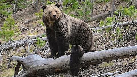 2 dead in grizzly attack in Banff National Park