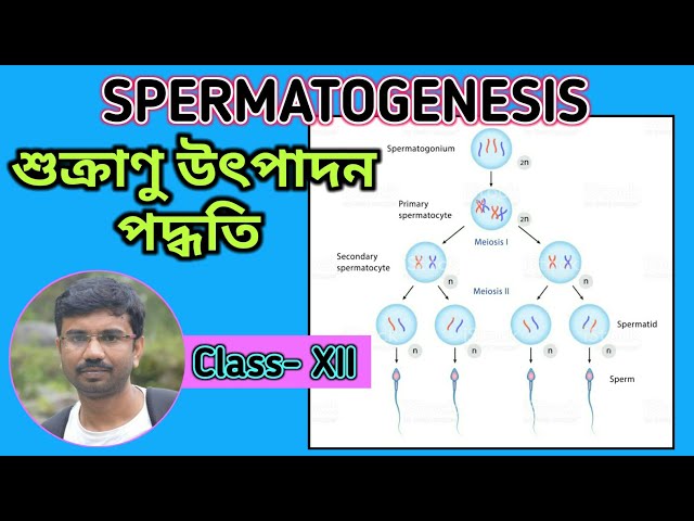 Biseksual swinger orgies onlayn