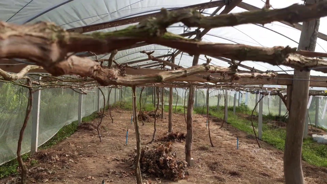 หลังตัดแต่งกิ่งฉีดพ่นดอแมก และการกดยอดให้มีดอก