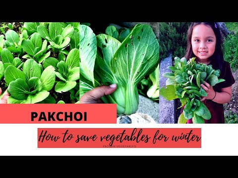 How to save vegetables for winter time | Paano mag frozen ng gulay