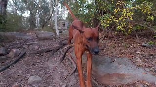 Loki, my Ridgeback dog creating a dirt storm with his zoomies in the Aussie bush (Slow motion).