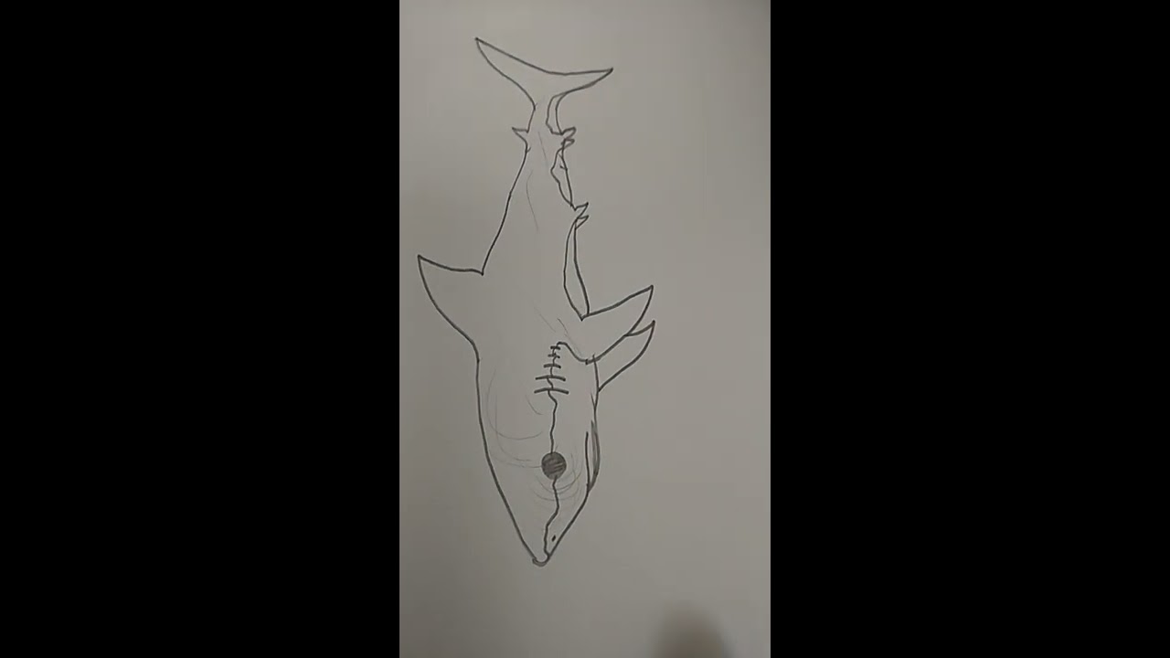 How to draw a great white shark. - YouTube
