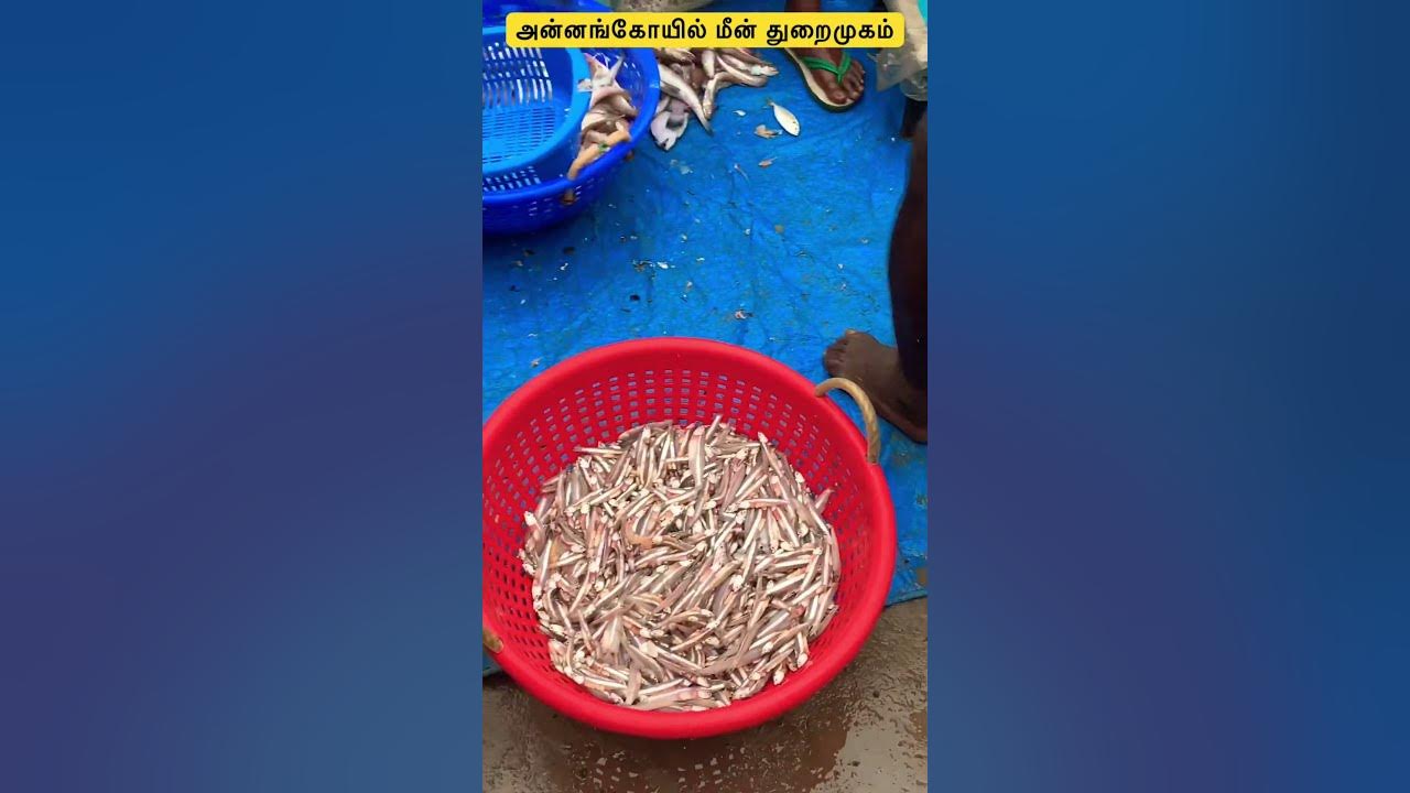 Best Place To Buy Fish For Chidambaram People Parangipettai Annankoil best-place-to-buy-fish-for-chidambaram-people-parangipettai-annankoil