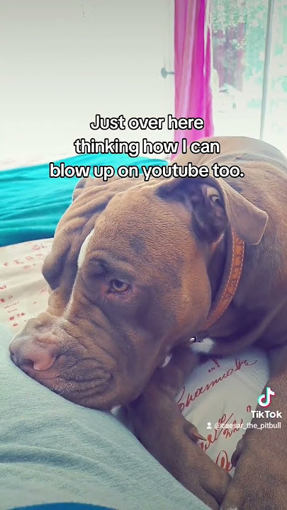 Tiktok famous but... #tiktokdogs #pitbullshorts #selfish #animallover #cutedogs #ytshorts #viral