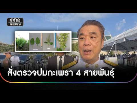 สั่งตรวจปมกะเพรา 4 สายพันธุ์ เร่งสรุป 1 สัปดาห์ | ข่าวช่องวันเสาร์อาทิตย์ | สำนักข่าววันนิวส์