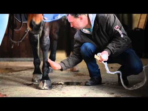 Video: Blaasontsteking Bij Paarden