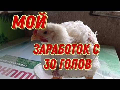 Мой заработок с 30 голов бройлеров, бизнес на бройлерах, подробный расчет затрат