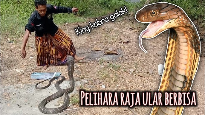 Katta kokrakli qaynona kuyovini sikadi