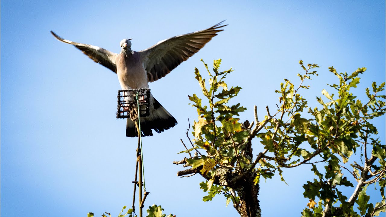Palombière saison 2024