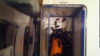 IMG 5717 23