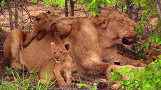 Lovely Moments of Lion Cubs