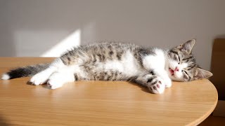 When the kitten Coco is sunbathing very comfortably...!lol