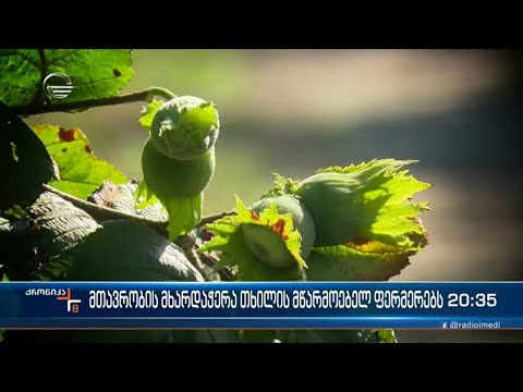 მთავრობის გადაწყვეტილებით, თხილის წარმოების ხელშეწყობის პროგრამა იწყება