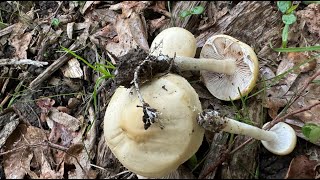 Agrocybe praecox, May 3, 2024