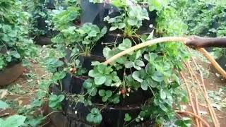 Kilimo cha Strawberry