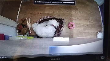 Access meShare 1080p Home Security Camera from any PC in the world