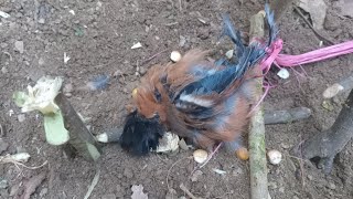 Primitive Bird Trap
