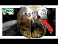 ABNORMAL CAVITY TUNNELLING IN COW'S FOOT | TEC TV