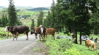 Haçkalıbaba Yaylası -4