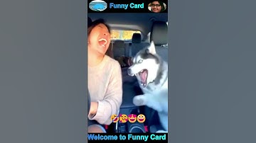 funny videos of cats and dogs #cat #dog #funny #cats #dogs #shortvideo #viral #shorts