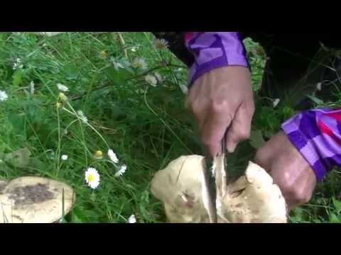 Video: Quello Che C'è Da Sapere Sui Funghi Prataioli