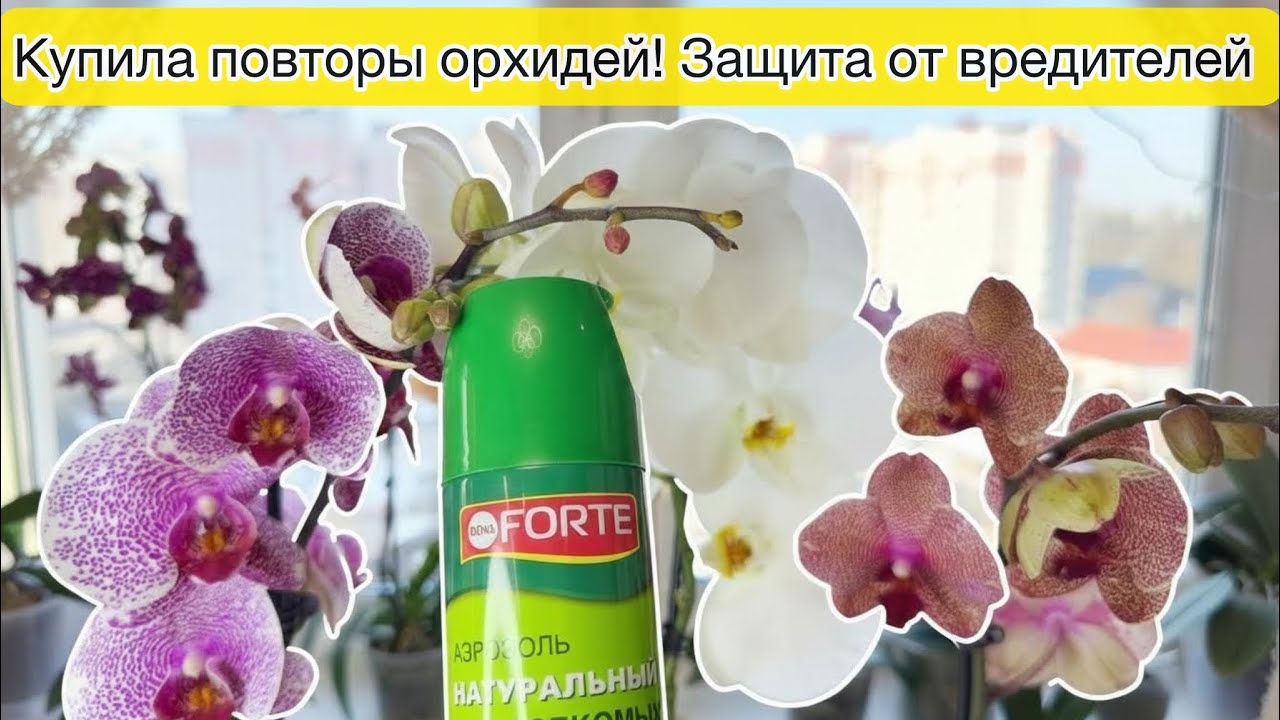 Новые орхидеи дома Ромашка от вредителей на орхидеях