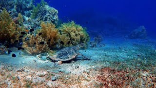 Uma Experiência Relaxante com Seres do Fundo do Mar