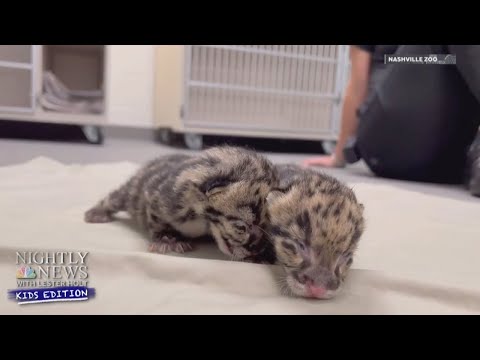 Video: Pet Scoop: Clouded Leopard Cub Född i Nashville, Patriots Star Releases Seal