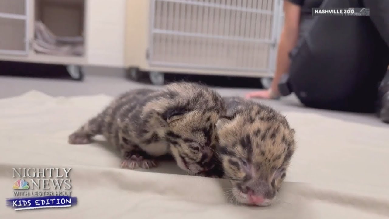 Meet The Nashville Zoo’s Clouded Leopard Cubs | Nightly News: Kids Edition