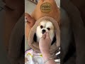 Pupp Love #shorts #pets #love #usa #viral #trending #youtubeshorts #ytshorts #doglife #dog #cute #uk