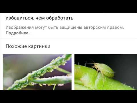 #8 Как избавиться от тли на укропе. Недельный эксперимент.