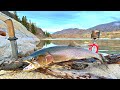 Giant trout catch  cook fishing in wolf infested mountains