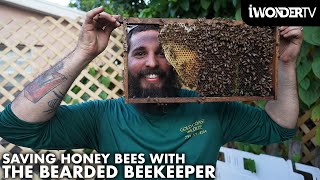 Huge Honey Bee Hive Removal With The Bearded Beekeeper